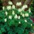 Dicentra formosa Aurora, Stort Fänrikshjärta, C11cm