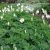 Dicentra formosa Aurora, Stort Fänrikshjärta, C11cm