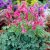 Dicentra rokujo King of Hearts ®, Rokujohjärta
