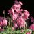 Dicentra hybr. King of Hearts ®, Rokujohjärta, C11,5cm