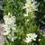 Dictamnus albus Albiflorus, Moses brinnande buske, P9cm