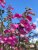 Digitalis purpurea Pink Panther