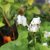 Dodecatheon dentatum, Tolvgudablomma, P9cm