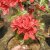 Rhododendron Knap Hill Doloroso