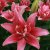 Asiatisk Lilja Double Lady 3st