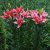 Asiatisk Lilja Double Lady 3st