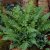 Dryopteris cycadina, Lurvbräken, C11cm