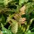 Dryopteris erythrosora, Blodbräken, P11cm