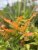 Dryopteris erythrosora, Blodbräken