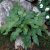 Dryopteris sieboldii, Halmbräken, P9cm