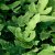 Dryopteris sieboldii, Halmbräken, P9cm