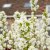 Exochorda x macrantha Magical Springtime ®