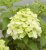 Hydrangea paniculata Magical Mont Blanc ®