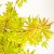Acer palmatum Anne Irene ®