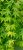 Acer palmatum Ryusen ®