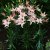Asiatisk Lilja Easy Waltz 3st