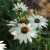 Echinacea purpurea PowWow™ White