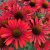 Echinacea hybr. SunSeekers ® Coral, Solhatt