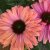 Echinacea hybr. SunSeekers Rainbow ®, Solhatt, C3
