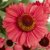 Echinacea hybr. SunSeekers ® Red