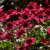 Echinacea hybr. Delicious Candy ®, Solhatt, C3