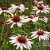 Echinacea purpurea Funky White, Solhatt