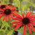 Echinacea hybr. Butterfly ™ Julia ®, Solhatt, C13cm