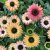 Echinacea hybr. SunSeekers ® Rainbow, Solhatt
