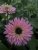 Echinacea hybr. SunSeekers Salmon ®, Solhatt