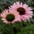 Echinacea hybr. SunSeekers Salmon ®, Solhatt