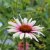 Echinacea purpurea Funky White, Solhatt, P11cm