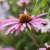 Echinacea purpurea Magnus, Röd Solhatt, C13cm