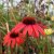 Echinacea purpurea Mooodz ® Devotion