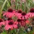 Echinacea purpurea Mooodz ® Devotion