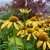 Echinacea purpurea Mooodz ® Dream