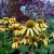 Echinacea purpurea Mooodz ® Dream