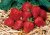 Fragaria x ananassa Sweet Triathlon, Ampeljordgubbe, P11cm