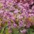 Epimedium grandiflorum Lilafee, Japansk Sockblomma, P9cm