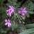 Erodium manescavii, Bergnäva, P9cm