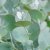 Eucalyptus gunnii Azura ®