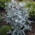 Eucalyptus gunnii, Silvereukalyptus
