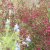 Euonymus europaeus Red Cascade, Benved
