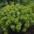 Euphorbia epithymoides, Gulltörel