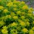 Euphorbia polychroma, Gulltörel, P9cm