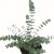 Eucalyptus cinerea Baby Blue Bouquet