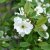 Exochorda x macrantha Lotus Moon ® (Bailmoon), Pärlbuske, 30-40 C6