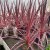 Cordyline/Syddracena Charlie Boy
