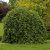 Fagus sylvatica Pendula, Hängbok