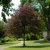 Fagus sylvatica Purpurea Tricolor, Blodbok, utr 150-175 C20