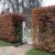 Fagus sylvatica, Bok, Häck 30-50 C1